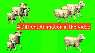 Sheep Green Screen Video - Sheep Multiple Green background Animation - Sheep Green Effects