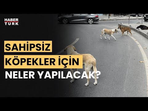 Başıboş köpek sorunu nasıl çözülecek? Fevzi Çakır anlattı