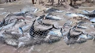 Pescaria Em arraial do cabo , muitos cardumes. penangkapan ikan pukat