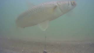 АКЗ в октябре под водой. Бердянск Азовское море.