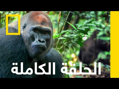 صراع الملوك مملكة القرود ناشونال جيوغرافيك أبوظبي صراع الملوك مملكة القرود ناشونال جيوغرافيك أبوظبي