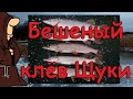 БЕШЕНЫЙ КЛЕВ ЩУКИ НА ЖЕРЛИЦЫ НА РЕКЕ СОК В НОЯБРЕ. Первый лед