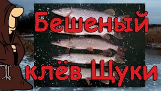 Бешеный клев щуки на жерлицы в Ноябре , первый лед, окунь на балансир