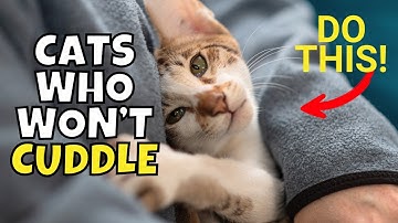 If Your Cat Doesn’t Like to Cuddle, Do THIS!