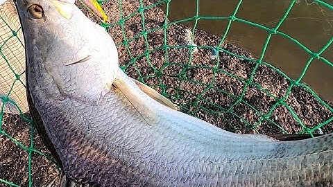 Thuỷ Quái Đầm Tôm /Đạt Nguyễn Cần Giờ