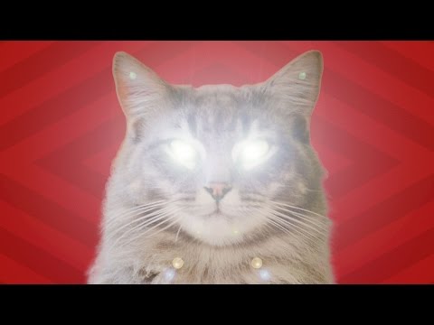 Video: Who Is The Head In This House. How Your Cat Controls You