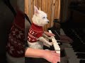 It’s the Most Wonderful Time of the Year ❤️ #piano #dogs #happyholidays #december #cute #love #fyp image