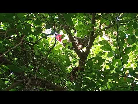 دجاجه على شجره طردوها عشيره دجاج قررت تعمل حلها ملكه 