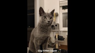 Russian blue kitten lapse  1 year in 10 mins