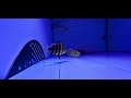 Campbelli tiger fish by top stingrays uk