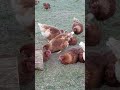 Dust Bathing Chickens