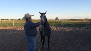 Giving horse wormer or paste medication