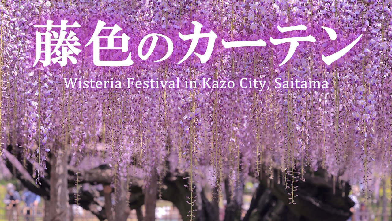 【藤の名所】玉敷公園の大藤/無料だけど有料級/玉敷神社/花動画/埼玉/観光旅行vlog