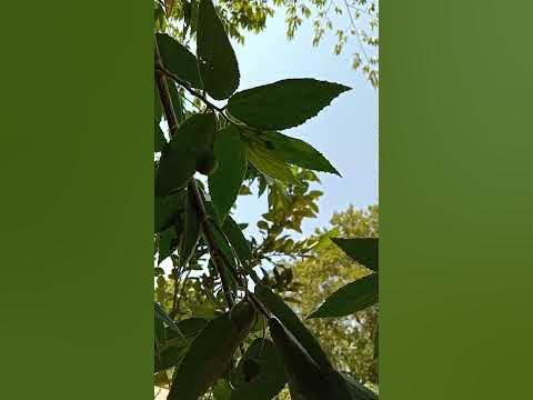 Alatiris🌳🌿 - YouTube