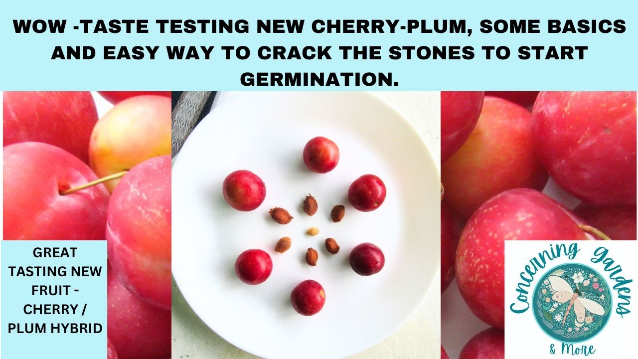 Deseeding Taste Testing a new Cherry Plum hybrid fruit - super good. Some basics ...
