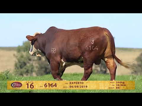 LOTE 16 - TAT 6164