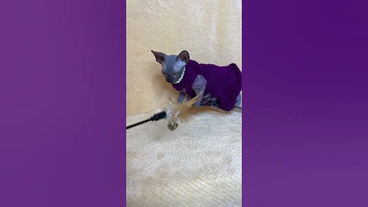 Watch the video about Lilu Blue Canadian Sphynx Female Kitten Available Now | Purebred Kitties