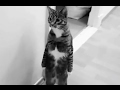 Cats Being Weird - Compilation