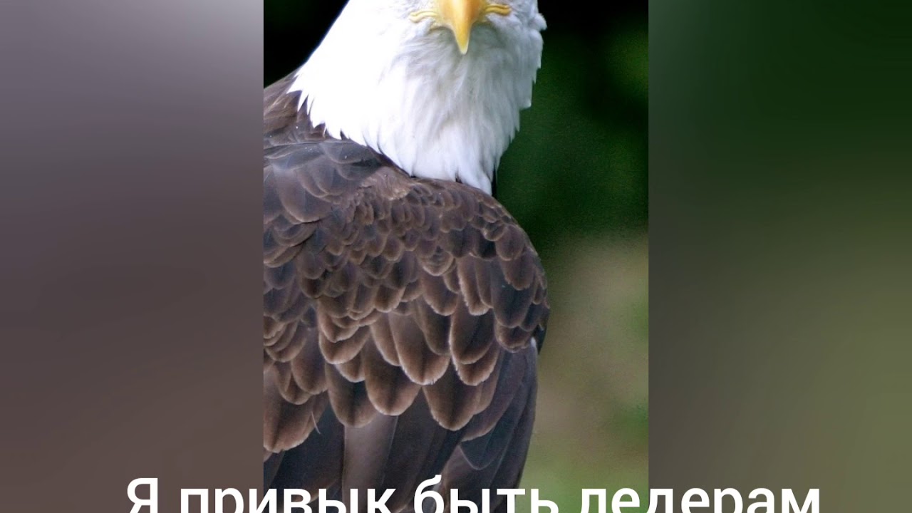 Орел адлер на машине