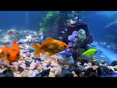 ASMR | 3 HOURS of Relaxing Aquarium Fish
