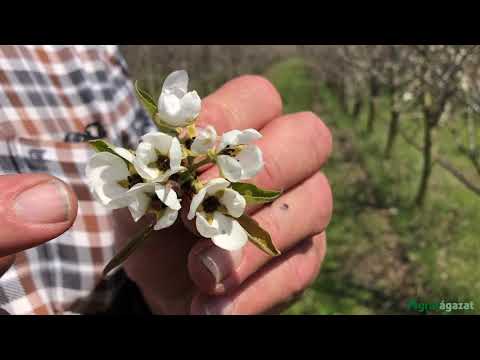 Videó: Korai alma: fajták, jellemzők és vélemények