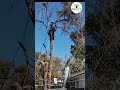 Kevin’s Tree Service ISA Certified Arborist Professional Tree Removal,