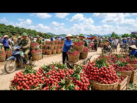 How Vietnamese Farmers Harvest Thousands of Tons of Lychee | Farming Documentary