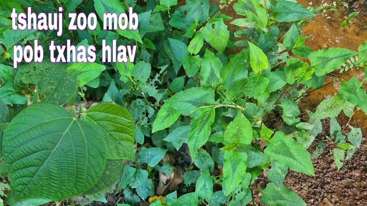 tshuaj zoo  mob pob txhas hlav thiab tshuaj zoo mob ntsej rag