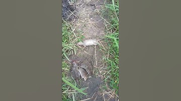 Basmi hama tikus dengan foging