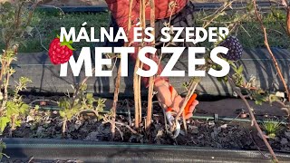Málna És Szeder Metszés
