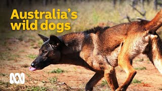 The devastating impact of Australia's wild dogs 🐕 | Meet the Ferals Ep 4 | ABC Australia