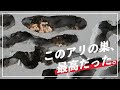 【クロヤマアリを飼育！】縦置き石膏巣の作り方#3 引越し編【アリ飼育】