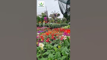 Cây Cảnh Trang Trí Sân Vườn Mùa Tết Tại Nhà Vườn Thành Nam An Khánh Hoài Đức