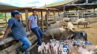 CRIADOR DE PORCO CAIPIRA QUE COMEÇOU COM 4 PORCOS  HOJE ELE TEM QUASE 200