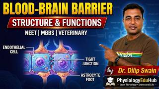 The Shield of the Brain: Blood-Brain Barrier Explained