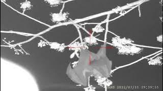 Ngeri !! Beginilah suasana !! berburu kalong !! di malam hari!!