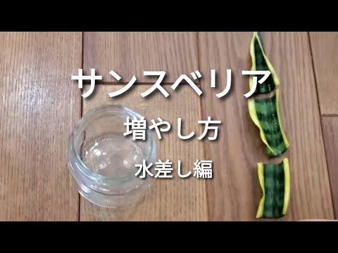 サンスベリアの増やし方 葉挿し編 水差し編 説明欄にまとめ載せてます Youtube