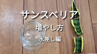 サンスベリアの増やし方 葉挿し編 水挿し編 説明欄にまとめ載せてます Youtube