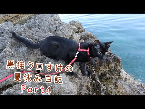 カニにウニも 磯の生きもの観察をしたよ 黒猫クロすけの夏休み日記 その4 Youtube