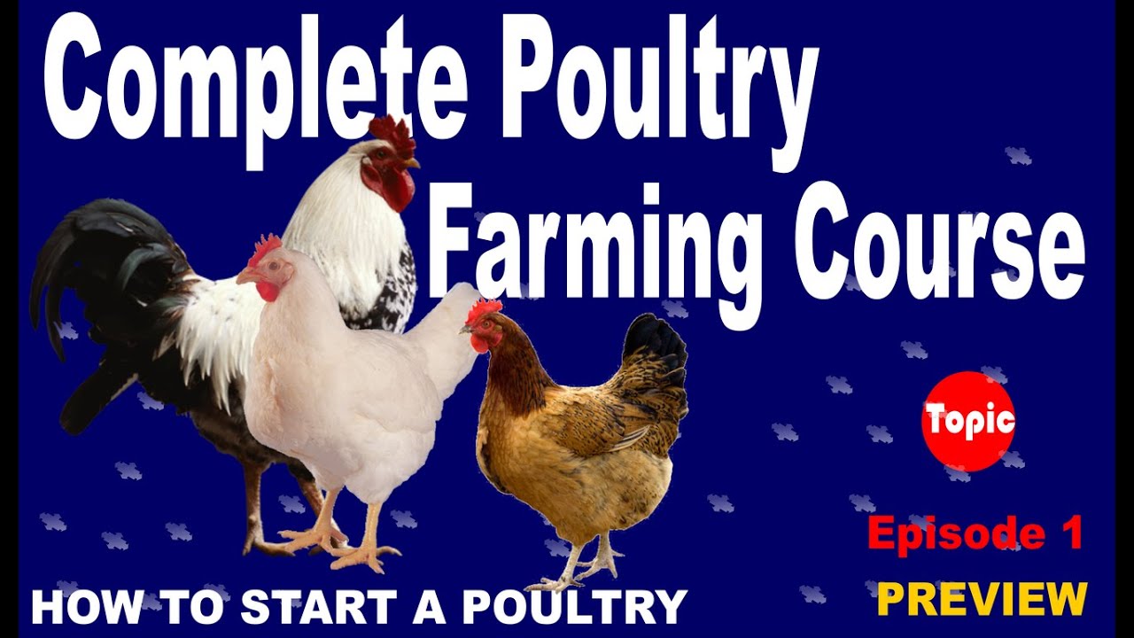 How to start poultry farm | Preview | episode 1 - YouTube