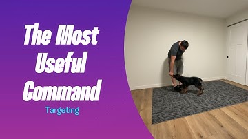 How to Teach Hand Targeting - Essential Dog Training Foundation Skill