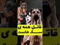 این سگ قاتل همه سگ هاست