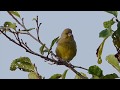Greenfinch call and song