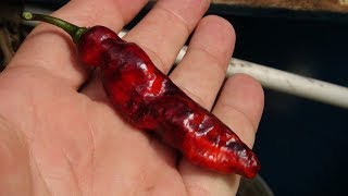 ⟹ Mojo blackie Pepper | Capsicum chinense | Pod review 2018