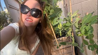 My Pea Plant is Producing! (Happy Lord’s Day)