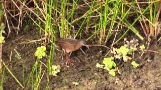 Virginia Rail