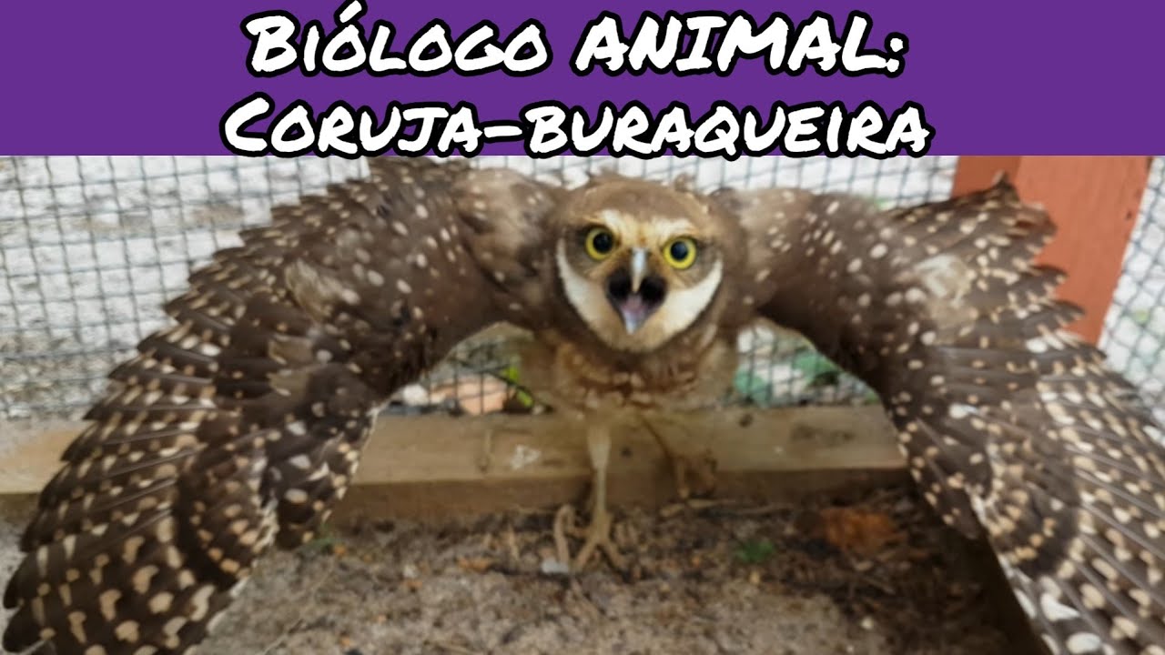 Biólogo ANIMAL: Coruja  buraqueira, Athene cunicularia.