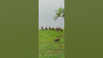 Whistling Duck call #shorts #ducks