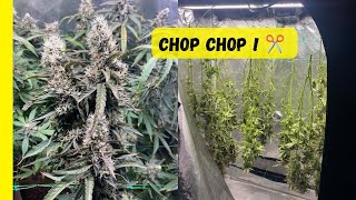 JDB#168: Harvesting the Super Lemon Haze X Triple Burger!