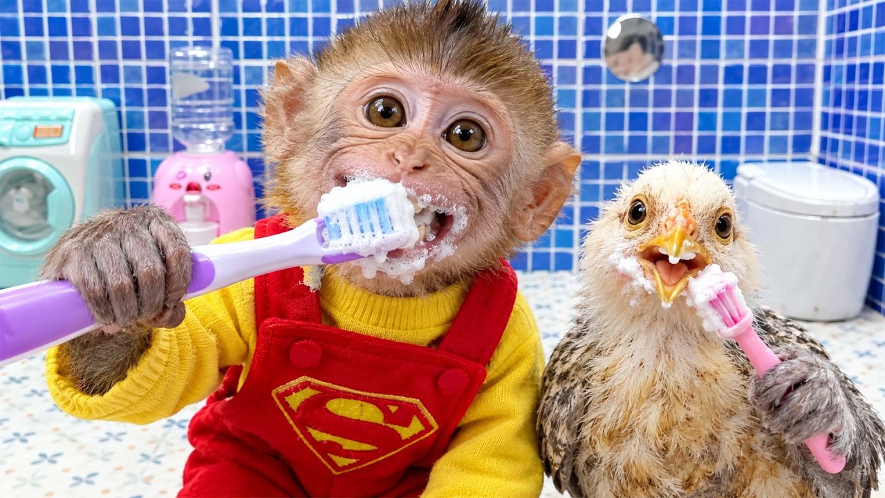 【最新】 赤ちゃんザルが彼の真下を這っていった 番外編 ダッシュで飼育員さんを追いかけるパンチくんニホンザル. シェフモンキーの素晴らしい農場での一日!新鮮な食材を収穫して、ビビのために食事を作りま